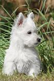 WESTIE 137